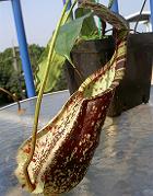 Nepenthes rafflesiana var. elongata purple spotted